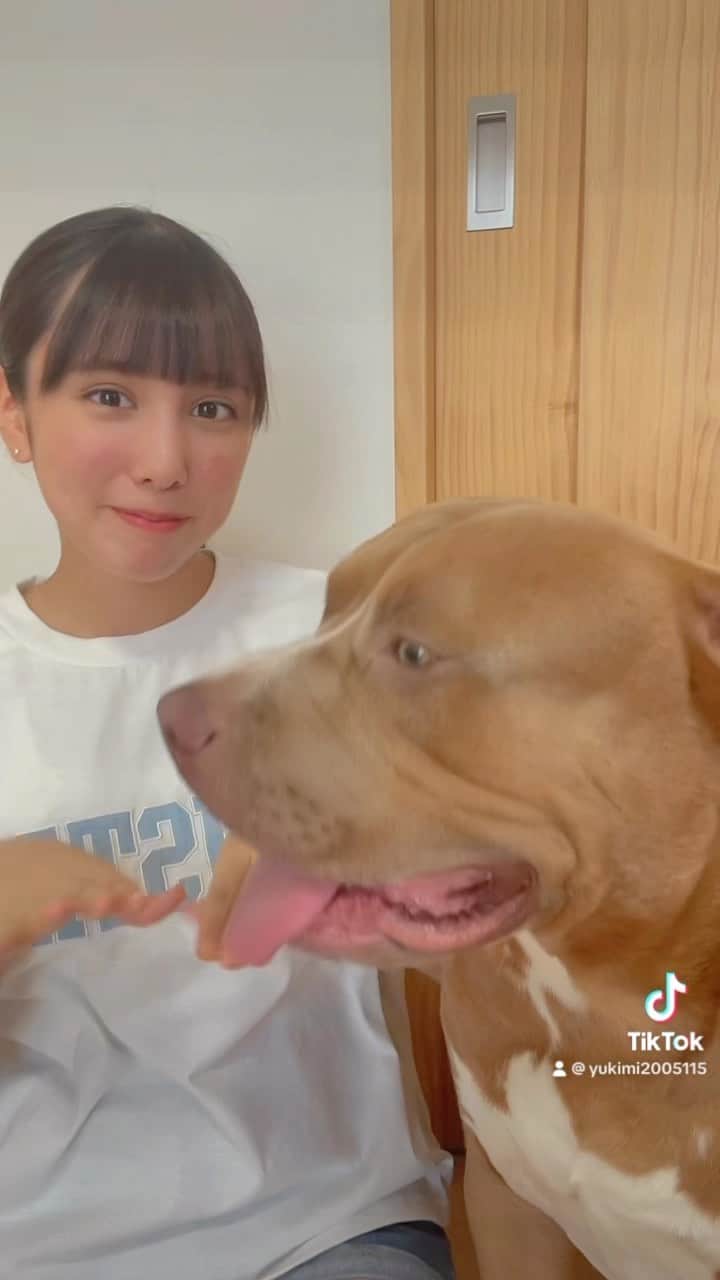 りくのインスタグラム：「ピットブルのレイとTikTok踊ったよ♪レイ近づきすぎじゃない？笑 #アメリカンピットブル #ピットブル #ペット #犬 #犬のいる暮らし #tiktok #ティックトック」