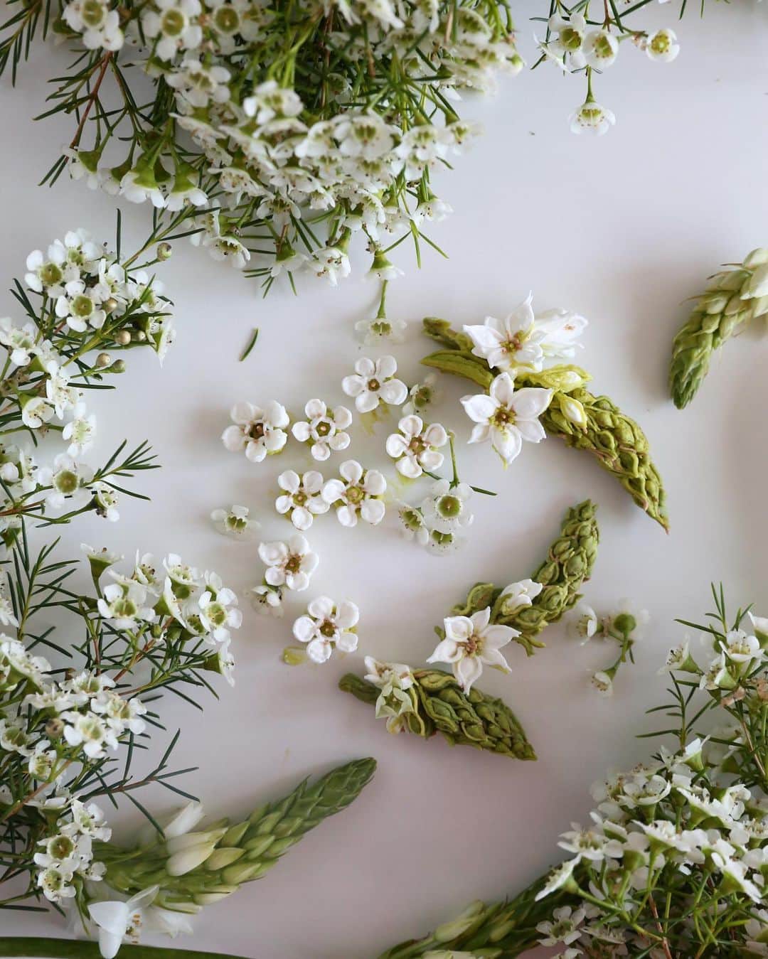 청담 수케이크 (atelier soo)のインスタグラム：「ㅡ Ornithogalum & waxflower 🌱 #piping #buttercream  #ornithogalum  #waxflower」