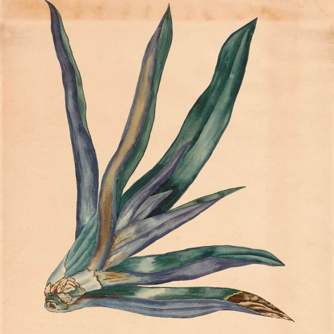 パワーハウスミュージアムのインスタグラム：「A TAXONOMY | A Line A Web A World  In the 19th century women artists, both professional and amateur, began to gain prominence in the areas of portraiture and natural history.   This is 1 of 15 botanical studies in the Powerhouse collection by Filumena Mary Anne Lisle Phillipps who  travelled widely, had 13 children and was married to the Premier of New Zealand.  See more at A Line A Web A World.  Object No. P1497  Moses-in-the-Cradle (Tradescanita discolor) botanical drawing by Filumena Mary Anne Lisle Phillipps at Government House, Singapore, for The Reverend Julian Tenison-Woods, about 1880–1887.  #ALineAWebAWorld」
