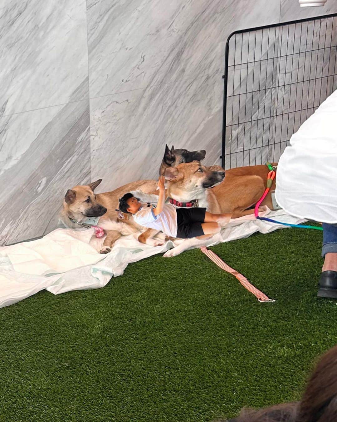 亜生さんのインスタグラム写真 - (亜生Instagram)「WOLF LADYさん主催の保護犬譲渡会が青山であったので、お邪魔しました！！ いてる子全員可愛かった！！ できることなら、すこし小さくなってここにこうしたい。  #セーブザアニマルズ宮古島  #マイケル会えた #おしゃれ譲渡会」9月2日 17時13分 - aseihurricane