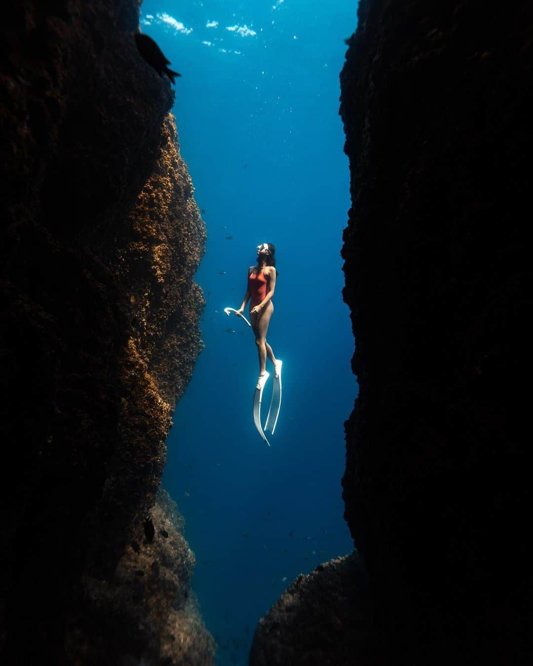 JOLYN Swimwearのインスタグラム：「Under water world ... 🧜‍♀️🌊🪸 // #jolynaustralia」