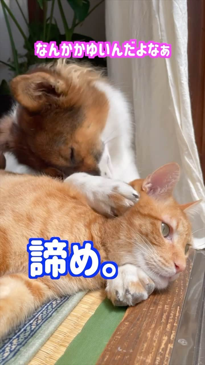 naomiのインスタグラム：「多分わざとターの上でやってるね  #元保護犬 #元野良猫 #犬と猫のいる暮らし  #ターとアグ #すぐ治ったよ」