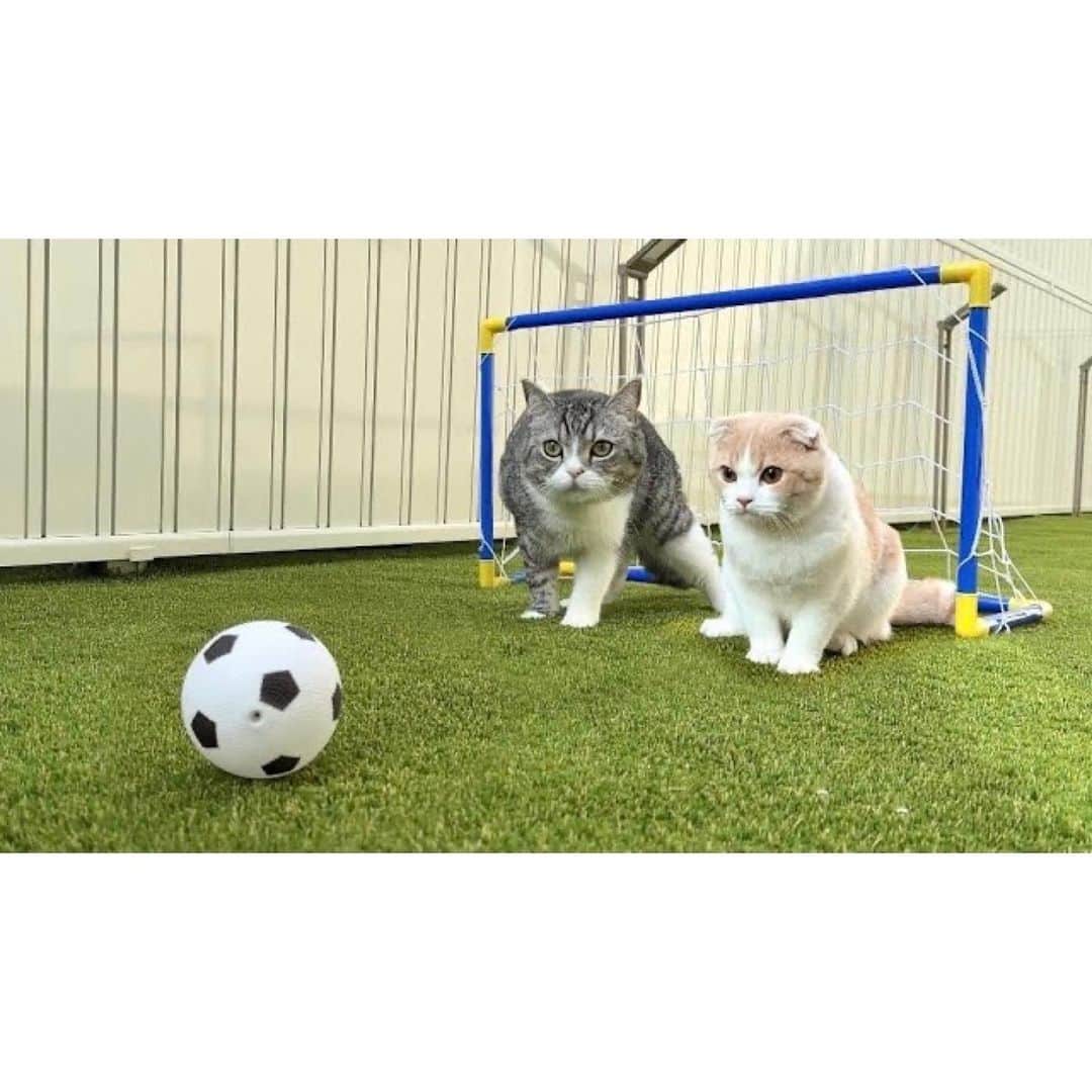 もちまるさんのインスタグラム写真 - (もちまるInstagram)「庭でサッカー対決をする猫たち」9月2日 18時02分 - catmotimaru