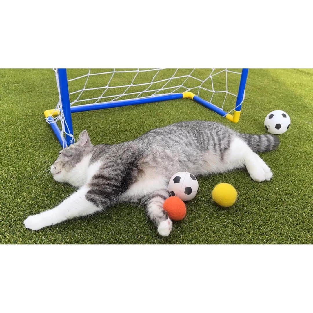 もちまるさんのインスタグラム写真 - (もちまるInstagram)「庭でサッカー対決をする猫たち」9月2日 18時02分 - catmotimaru