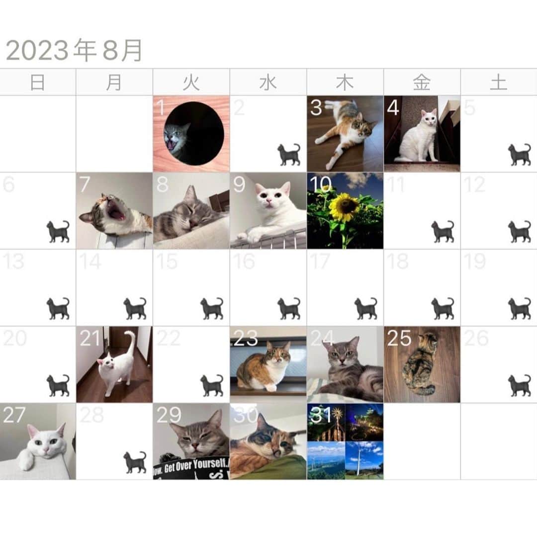 のインスタグラム：「8️⃣🗓🐱🐱🐱🌻🌻🌻 * * #cat #catstagram #catsofinstagram #catoftheday #instacat #marikill66 #marikill66_2023 #marikill66_08 #2023年8月」