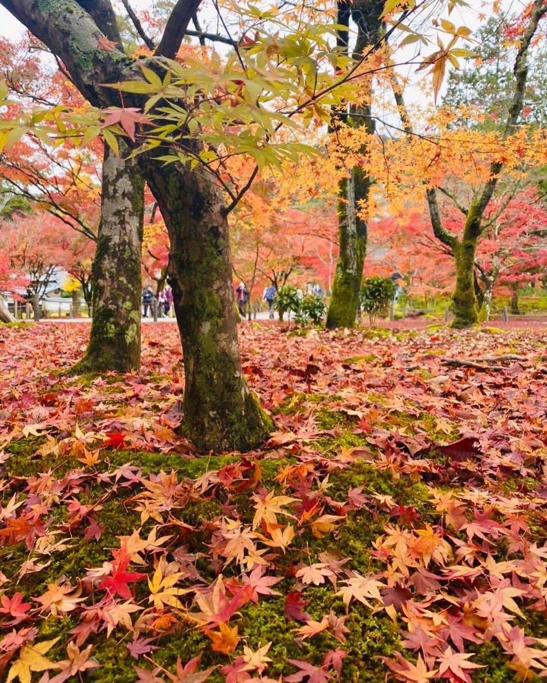 hama_aki_pppさんのインスタグラム写真 - (hama_aki_pppInstagram)「京都市左京区#南禅寺 (スライドして下さい)  Location Kyoto Japan (Swipe)   2022年11月　  写真撮りに行くと一ヶ所で50枚位撮るんですよね💦 でもインスタに載せるのは2〜3枚 これも昨年陽の目を見なかったpic  散り紅葉が凄く綺麗で必死で撮ったんだった🍁🍁 　  #神社仏閣 #寺院仏閣 #日本庭園 #おとな旅プレミアム #そうだ京都行こう#こころから #秋の風景 #じゃらん花畑 #タビジェニ #天授庵 #beautiful_kansai #japanesetemple  #japanesegarden #japan_aps_photo #sorakataphoto #autumnleaves #loves_united_kyoto #autumn_leaves  #otonatabi_japan #koifish #koilovers  #zkg10 #total_japan_  #japanesemaple #錦鯉 #japantemple #kyototemple #iphonephotography #スマホ越しの私の世界」9月2日 18時11分 - hama_aki_ppp