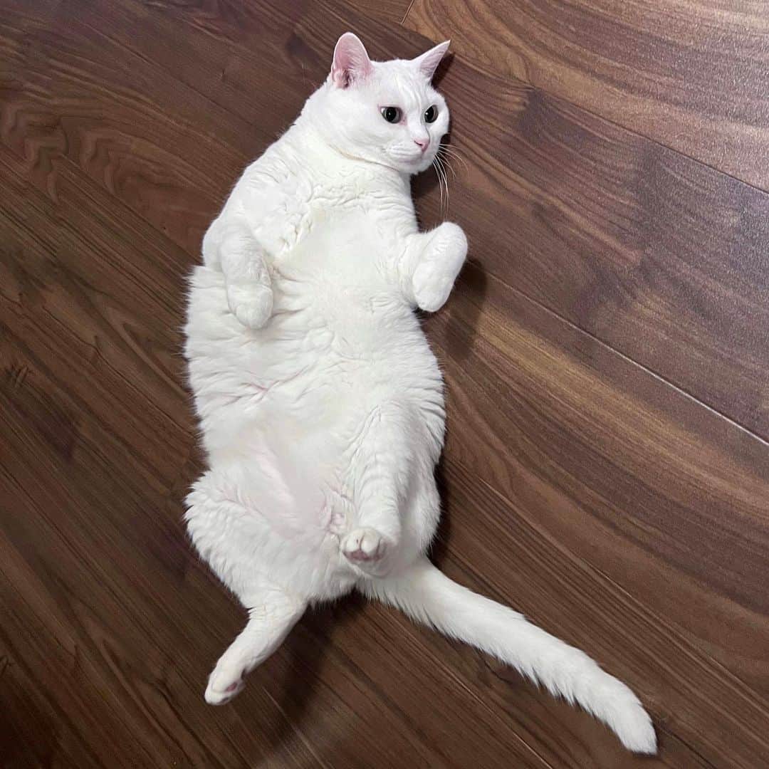 のインスタグラム：「まだまだ落ちてる🤍 * #もちもち * * #catsofinstagram #instacat_meows #IGersJP #nyancon01 #mmts_nekotomo #無敵の親バカ同盟 #関西ねこ部 #ふわもこ部 #ペコねこ部 #peppyフォト部 #ねこは人を笑顔にする #サンデイ #sippoストーリー #メイクにゃーと #ペトコト取材班 #ニャン友 #ねこのきもち * #fukuhakucha #marikill66_0902」