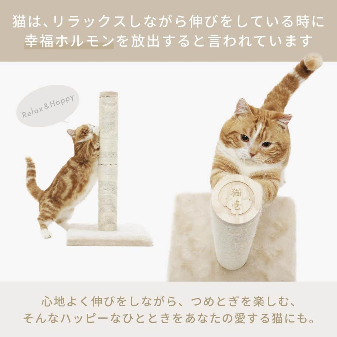 猫壱（ねこいち•ネコイチ）さんのインスタグラム写真 - (猫壱（ねこいち•ネコイチ）Instagram)「❤︎猫とあなたをもっとハッピーに❤︎  猫壱つめとぎにポール型つめとぎが仲間入り✨ 猫工学デザインつめとぎポール　の販売を開始致しました🙌✨  ①猫が心地よく伸びて、つめとぎができる高さ60cm😺✨  バリバリつめとぎポールは高さ60cm🐱❤︎（つめとぎポール1本あたりの長さ27.5cmです） 猫が心地よく伸びて、つめとぎができるサイズ感です🙌  実は猫はリラックスしながら、伸びをしている時に幸福ホルモンを放出すると言われています✨  60cmの高さのつめとぎポールで心地よく伸びをしながら、つめとぎを楽しむ、そんなハッピーなひとときをあなたの愛する猫にも🐱  ②麻素材のつめとぎは使い込むほどに猫好みに👍  繊維がほつれていくことで、徐々に猫好みの柔らかさに🙌 長持ちするので、猫のつめとぎの目的の１つであるにおいづけもしっかりできます👍✨ 麻縄は着色料不使用で、猫ちゃんにも安心です♡  ③つめとぎは天地＆上下入れ替え可能🙌  今までのつめとぎポールは上下の入れ替えができませんでしたが、 新しいつめとぎポールは、２本のつめとぎ交換が可能👍✨ 傷んだ部分だけを交換しながら、自分のにおいの染み込んだ、お気に入りのつめとぎを長くお使いいただけます❤︎  ＊交換用つめとぎは２個セットでご用意しています🐾 ※交換用つめとぎにはネジ・六角レンチは付属しておりませんのでご注意ください。   ④ずっしり重たい台座で安定感😆  つめとぎポールの台座は1.68kg！ どっしりとした重さで、安定感があり、 猫が体重をかけても倒れにくく、のびのびつめとぎが楽しめます🥺❤︎  台座はもこもこカーペット素材なので、つめとぎで気分転換やストレス発散後、落ち着く場所としても👍  つめとぎポールを台座に固定するネジは床に当たらない仕様になっているので床を傷つけてしまう心配がありません🐱   ⑤木製の上蓋には猫壱ロゴ🐱  木製の上蓋には猫壱ロゴが❤︎❤︎ つめとぎしている姿を上から見たときにも可愛さをプラスしました✨  _._._._._._._._._._._._._._._._._._._._._._._._. 猫ちゃんが長くハッピーに使える工夫を詰め込んだバリバリつめとぎポール　麻　🐾 気になる方はぜひストーリーズのリンクよりチェックしてくださいね👍✨ :::::::::#猫壱 :::::::  猫壱は\猫が幸せ、私も幸せ/をモットーに猫グッズの開発に取り組んでいます♪  気になる方は @necoichicojp をチェックしてみてくださいね！」9月2日 20時26分 - necoichicojp