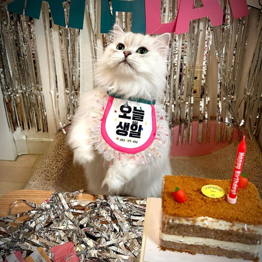 후추네큰언니のインスタグラム：「우리 후추 오늘부로 만 9살 고양이 되었다네요 🥰❣️🎉🎉 아직도 9개월 같은데 언제 이루케 9살 으른 고양이가 됐지?  그냥 건강하기만 해 후추야 💚  웅니가 많이많이 사랑해 🩵🩵🩵  #HappyBirthdayHoochu  #후추 #고양이 #cat #猫」