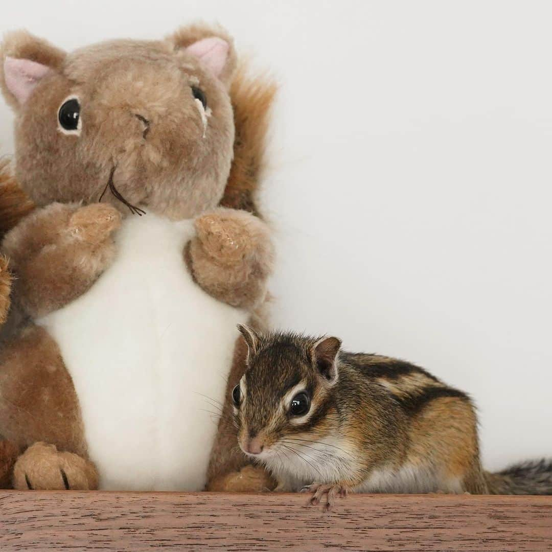 ビッケ & トッドのインスタグラム：「#Sophie  🐿️❤️🐿️  ぴとっ♡  #chipmunk #シマリス #リス」