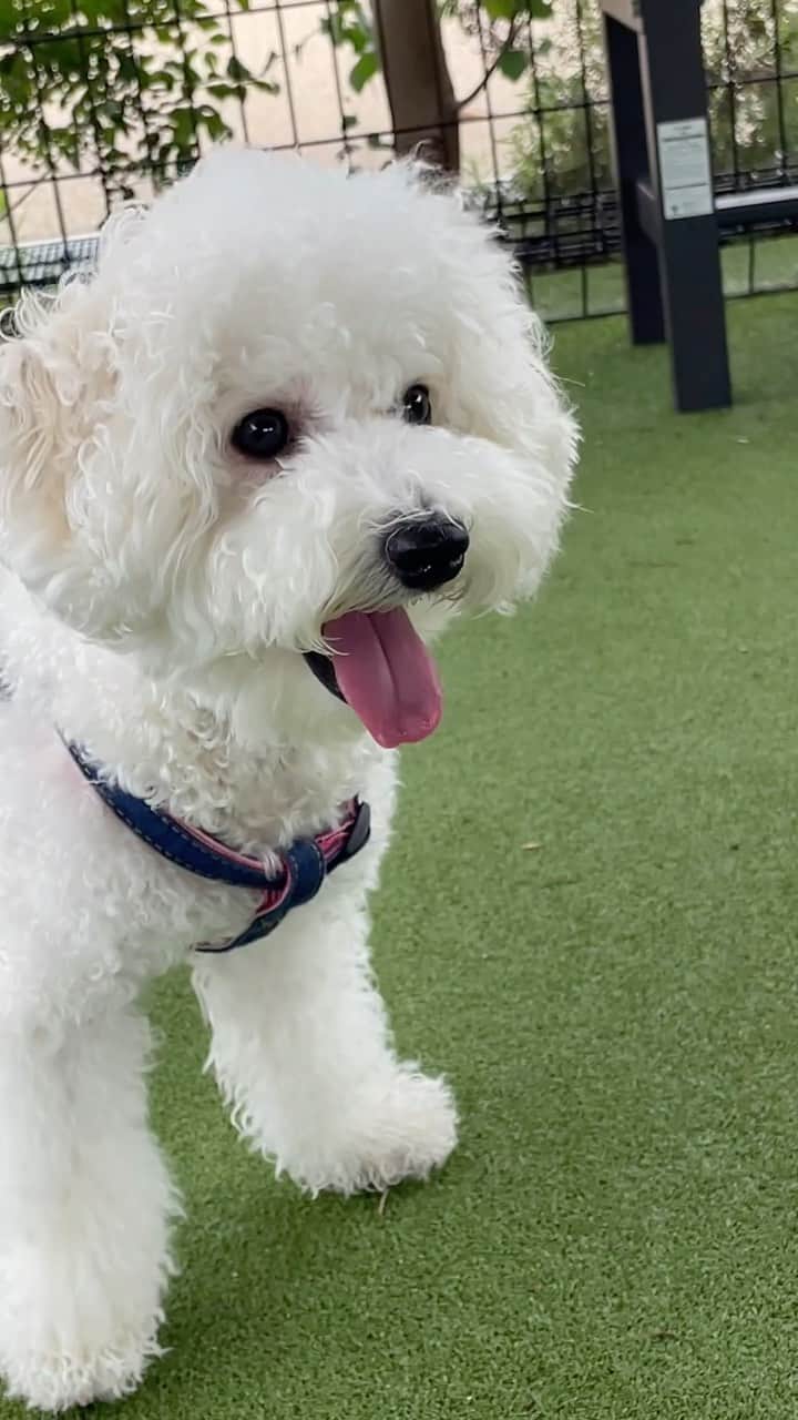 杉浦みずきのインスタグラム：「追いかけられたら飼い主に抱きつきに来る愛しいうちのへたれらむね日記🐶🐾　#ドッグラン #ビションフリーゼ」