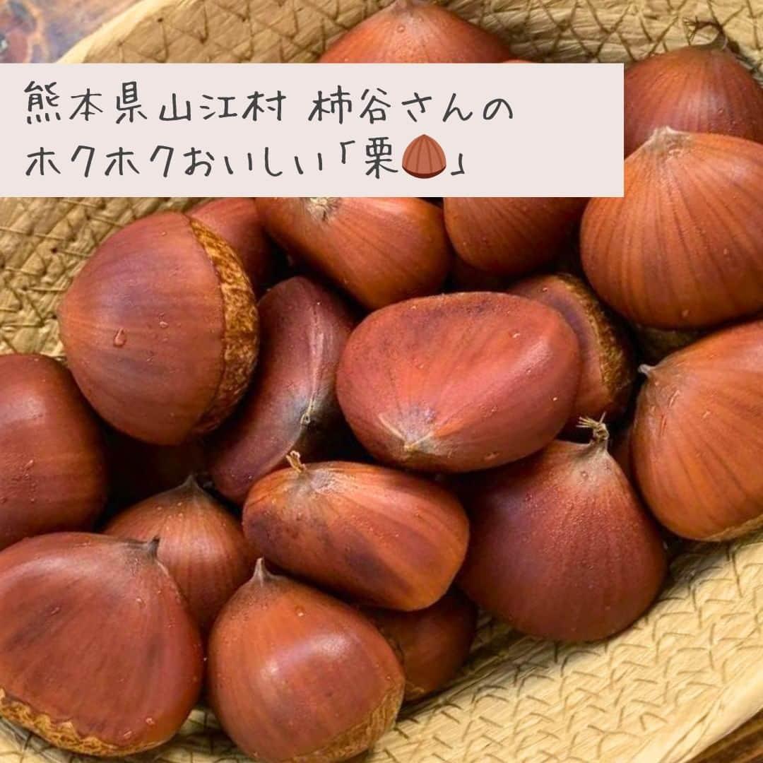 ポケットマルシェ(ポケマル) のインスタグラム：「旬到来❗️食欲の秋🍁に欠かせない... ホクホク甘い「栗」🌰 . 熊本県山江村の柿谷さんより「栗」が出品されました✨ . 一粒一粒が大きくツヤツヤ✨豊かな風味と甘さがたまりません😍 今年、ぜひ挑戦していただきたいオススメの食べ方をご紹介します。 . ＜フライパンで焼き栗🌰＞ ①膨らんでいる側の栗皮へ縦に切り込みを入れる。 ②切った方を下にしてフライパンへ。 ③蓋をして時々フライパンを揺らしながら、弱火で加熱。 ④15分ほど経ち、焦げてきたら裏面を加熱。 ⑤両面に焦げ目がついたら、焼き栗の完成です😋 皮が剥がれやすい、温かいうちにいただいてください。 . シーズン中に一度はいただきたい、秋の味覚・栗。 焼き栗や、栗ご飯、甘露煮など、旬の栗🌰を楽しんでくださいね♪ . ….……………………… . 画像をクリックすると商品ページをご覧いただけます。 ポケマル公式アカウント（@pocket.marche）のリンクより、ポケマルにアクセスし、「くり」と検索すると、さらにたくさんの商品をご覧いただけます。 . ………………………… . 産直EC「ポケマル」では 📌産地直送の食材を紹介 📌生産者さんの紹介 📌ポケマルのキャンペーン を日々投稿しています！ . 投稿が気になったら、ぜひフォローをお願いします👉 @pocket.marche . ………………………… #ポケットマルシェ #ポケマル #pocketmarche #農家直送 #産地直送 #生産者応援 #産直食材 #旬 #焼き栗 #焼き栗🌰 #モンブラン好き #栗すき #栗ご飯 #甘露煮 #食欲の秋 #季節の料理 #国産 #旬食材 #旬食材レシピ #手仕事 #ひと手間 #ひと手間が大事 #ひと手間かけます」