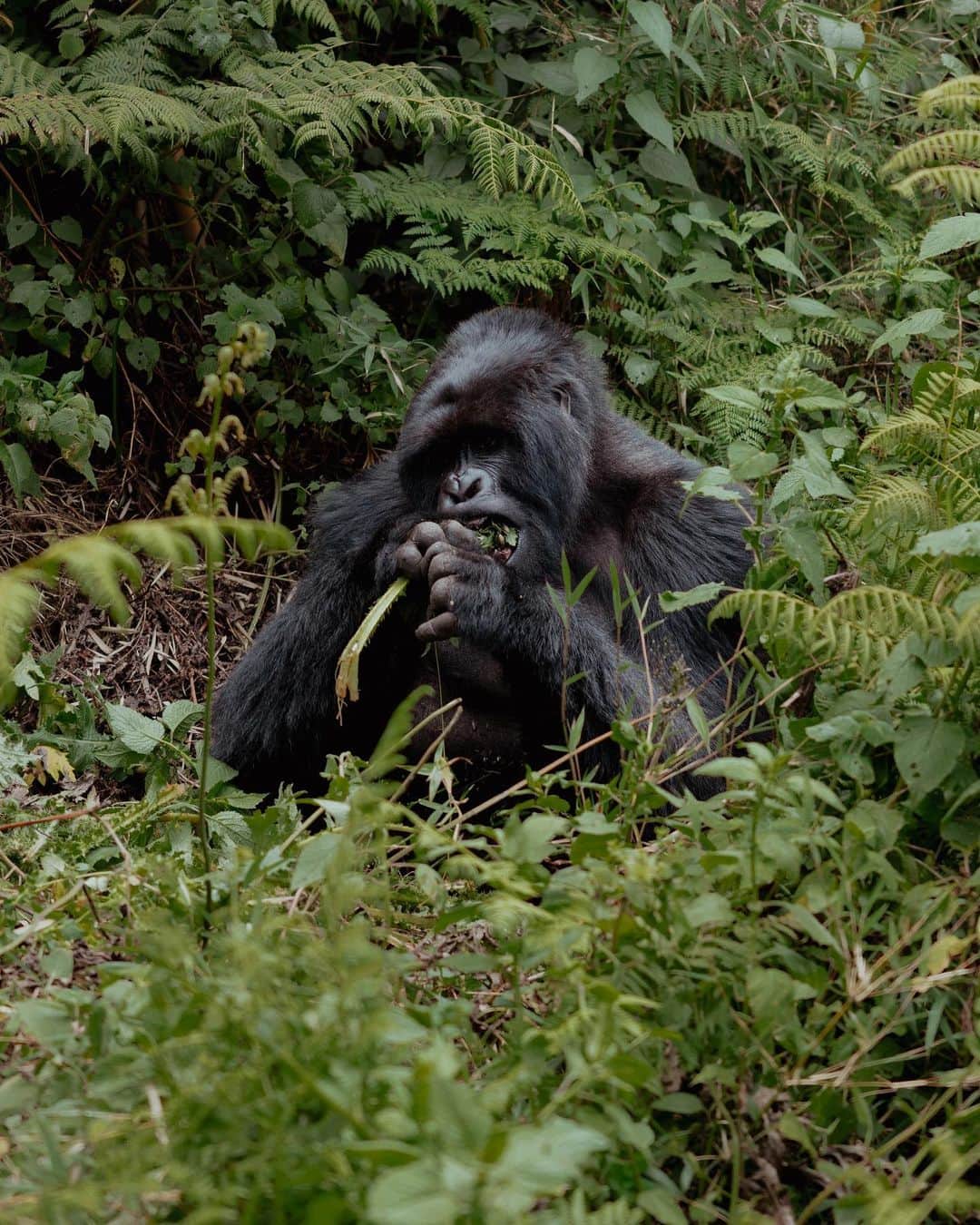 ライス・リベイロさんのインスタグラム写真 - (ライス・リベイロInstagram)「Gorilla trekking day @alo  📸 @jrvs.km」9月2日 21時17分 - laisribeiro