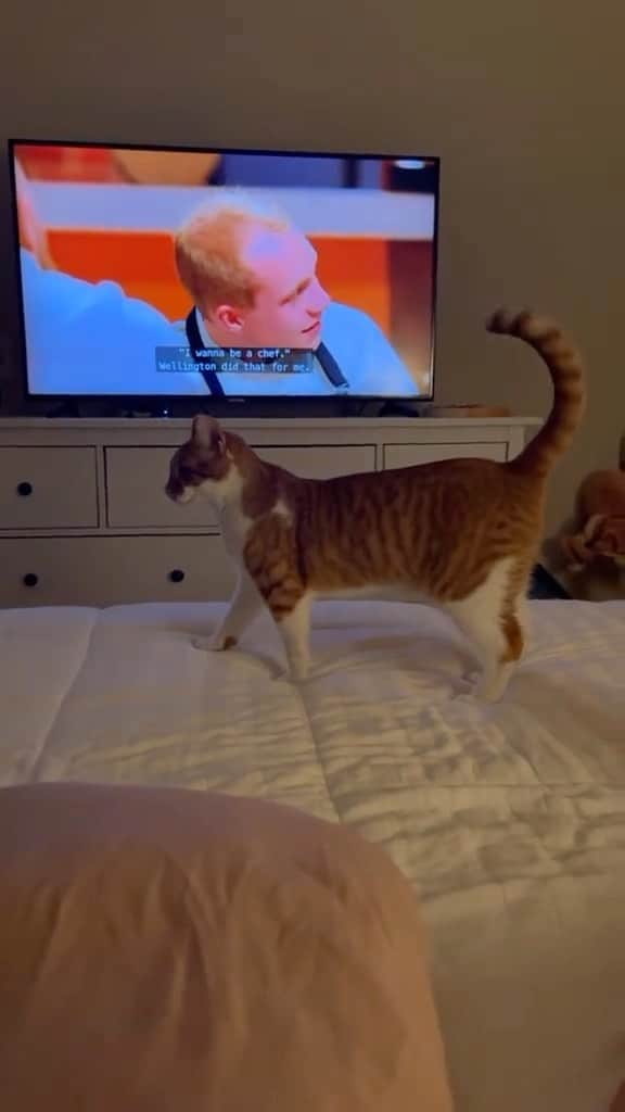 Cute Pets Dogs Catsのインスタグラム：「“Im not touchiiiing you”! 😂  Credit: awesome life.with.murph (tt) ** For all crediting issues and removals pls 𝐄𝐦𝐚𝐢𝐥 𝐮𝐬 ☺️  𝐍𝐨𝐭𝐞: we don’t own this video/pics, all rights go to their respective owners. If owner is not provided, tagged (meaning we couldn’t find who is the owner), 𝐩𝐥𝐬 𝐄𝐦𝐚𝐢𝐥 𝐮𝐬 with 𝐬𝐮𝐛𝐣𝐞𝐜𝐭 “𝐂𝐫𝐞𝐝𝐢𝐭 𝐈𝐬𝐬𝐮𝐞𝐬” and 𝐨𝐰𝐧𝐞𝐫 𝐰𝐢𝐥𝐥 𝐛𝐞 𝐭𝐚𝐠𝐠𝐞𝐝 𝐬𝐡𝐨𝐫𝐭𝐥𝐲 𝐚𝐟𝐭𝐞𝐫.  We have been building this community for over 6 years, but 𝐞𝐯𝐞𝐫𝐲 𝐫𝐞𝐩𝐨𝐫𝐭 𝐜𝐨𝐮𝐥𝐝 𝐠𝐞𝐭 𝐨𝐮𝐫 𝐩𝐚𝐠𝐞 𝐝𝐞𝐥𝐞𝐭𝐞𝐝, pls email us first. **  #sleepingkitty #instakitties #kittycuddles」