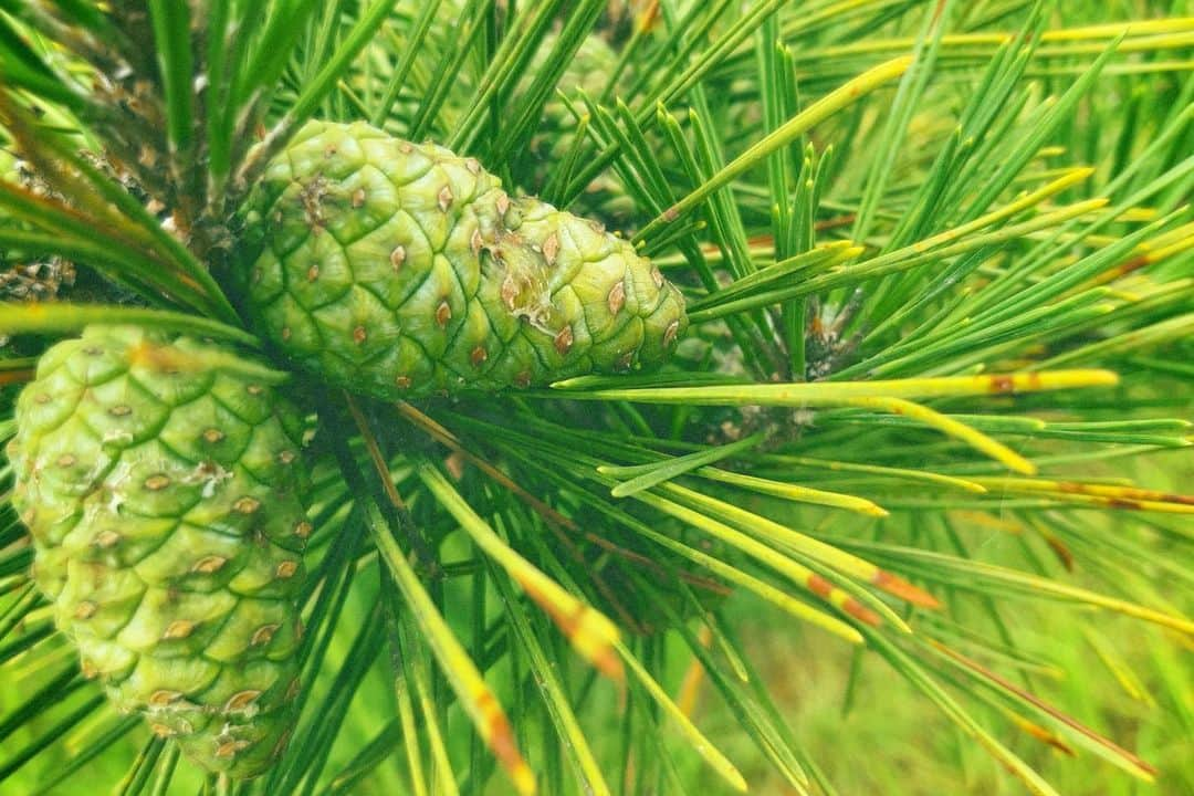 内田 菜々のインスタグラム：「* *  🌲  #松ぼっくり #pinecone #filmcamera #summermemories   秋がいっぽいっぽ。  * *」