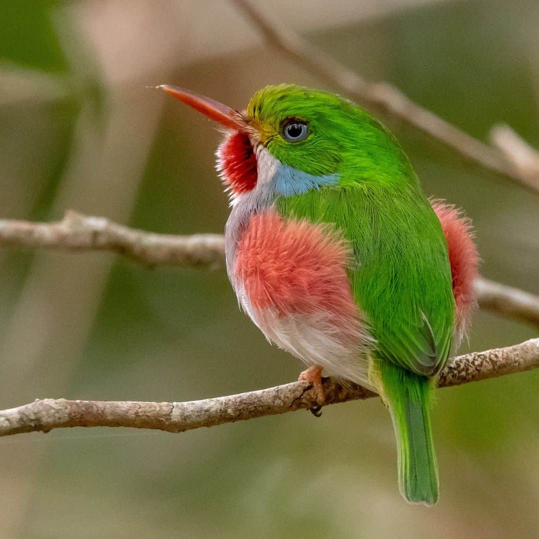 アメリカ自然史博物館のインスタグラム：「Behold the striking plumage of the Cuban Tody (Todus multicolor)! This quick-flying bird is an enthusiastic eater, spending most of the day searching for food. Its diet includes insects, fruits, and small lizards. When nesting, this species makes a home in hollow trees or carves out elaborate burrows in underground embankments that are complete with twisting, turning tunnels to throw off would-be invaders. Chambers at the end of these tunnels house the bird’s eggs. They are sealed off with a homemade glue-like substance composed of feathers, algae, and grass.   Photo: ygonikon, CC BY-NC 4.0, iNaturalist  #biodiversity #birdsofinstagram #animalfacts #amazinganimals #wildlifephotography」