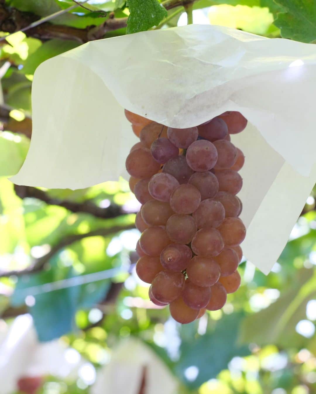 木本泉さんのインスタグラム写真 - (木本泉Instagram)「- 1年ぶりのぶどう狩り🍇  甘い！とにかく甘かった💜 ついつい食べ過ぎそうになりましたが、、、翌日は大腸カメラ&胃カメラなので🥲食べすぎるのを自粛。  葡萄の木を見上げた時に差し込む木漏れ日が何とも好き☀️  #山梨#ぶどう狩り」9月2日 22時09分 - izumikimoto