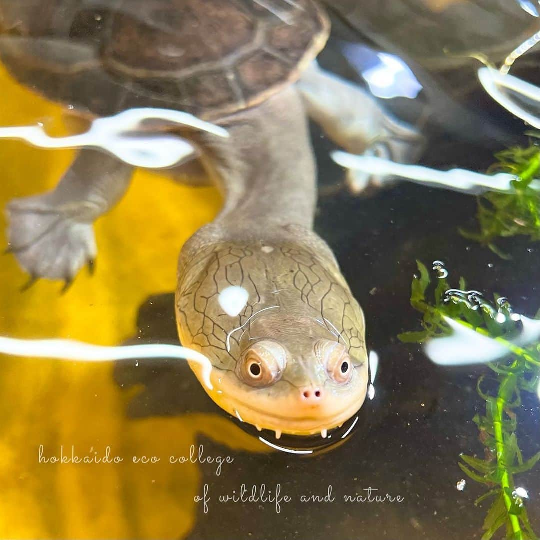 hokkaidoecoさんのインスタグラム写真 - (hokkaidoecoInstagram)「にゅん!!  #北海道エコ  #動物  #専門学校 #動物好きな人と繋がりたい #ジーベンロックナガクビガメ #ジーベン #水棲ガメ #亀好きさんと繋がりたい  #ひょっこり #この顔 #かわいい」9月2日 22時17分 - hokkaidoeco