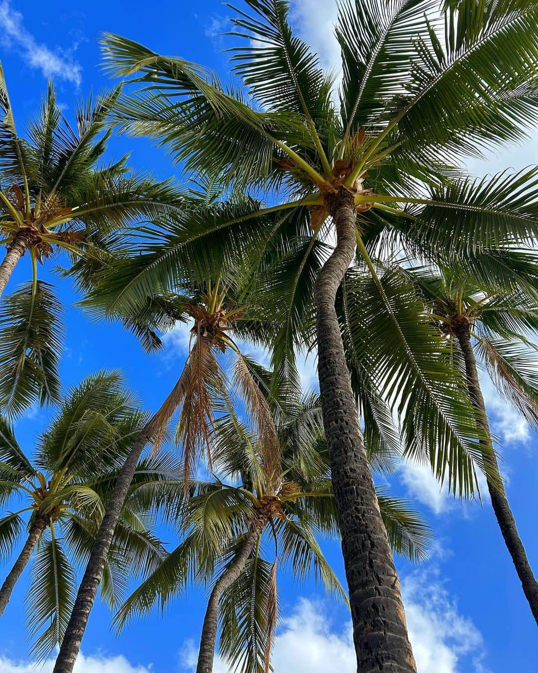 𝑵𝑶𝑹𝑰𝑲𝑶さんのインスタグラム写真 - (𝑵𝑶𝑹𝑰𝑲𝑶Instagram)「. I'm back in Hawaii🌈🌺」9月2日 22時24分 - norip_ppz