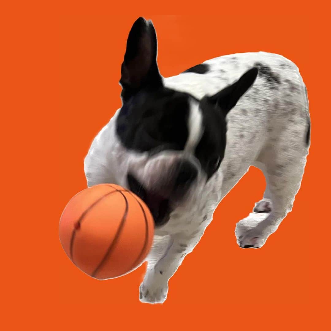アムのインスタグラム：「オメデトウ🏀ウレシイネ！！」