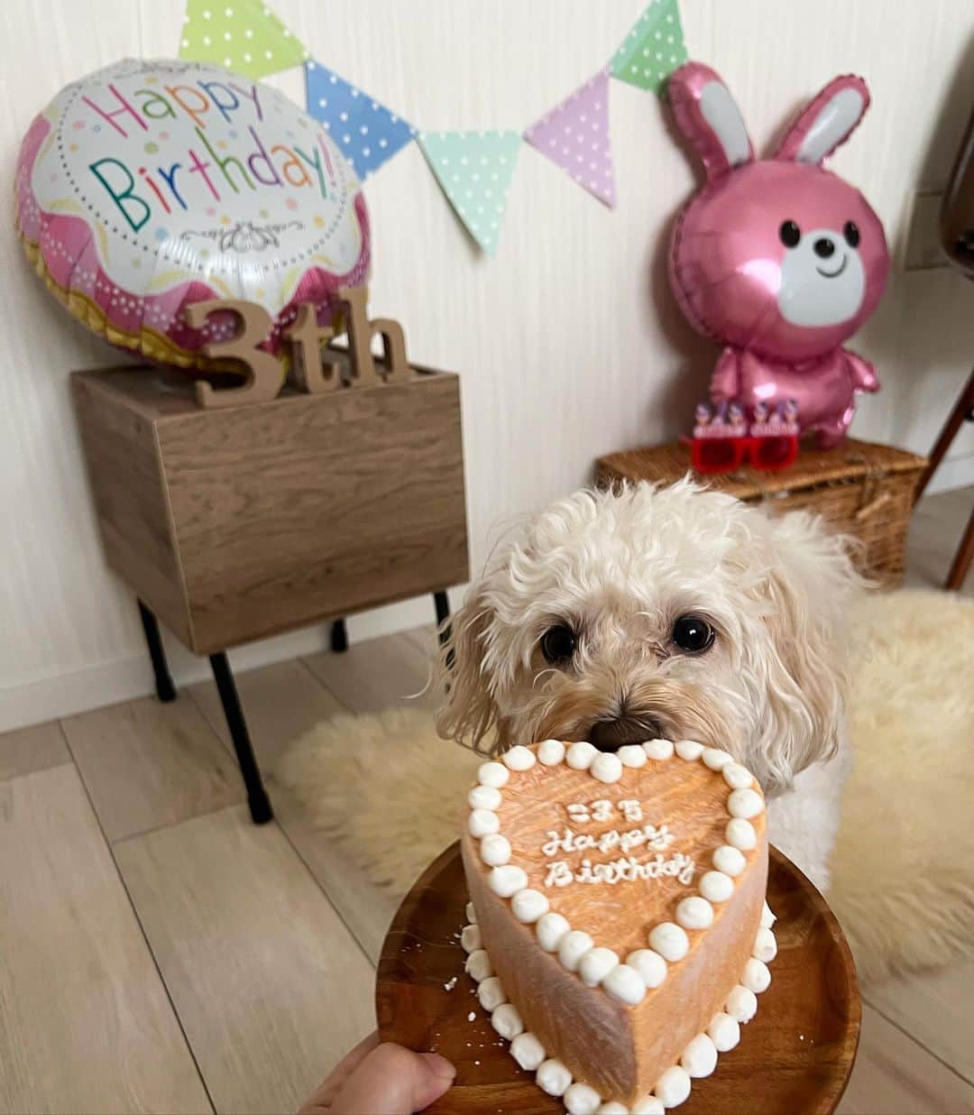 山田菜々のインスタグラム：「こまち3歳のお誕生日🎂✨  いつも元気いっぱいでニコニコしていて お家の中ではずっとちょこちょこついてくる甘えんぼう🥹  ほんとに愛情表現が上手で我が家の愛すべきプリンセス👑 いつもお話たくさん聞いてくれてありがとね🥹💕  こまちゃんをお家に迎えてから 毎日愛おしさが更新されていって、 ほんとに私の寿命半分あげたいよ🥹‼️  あっという間の3歳だけど、 これからまた歳を重ねておばあちゃんになっても 仲良くやってこうね🫡✨  あぁ...なんか今日まで元気に暮らせたことにすでに泣きそう😭笑  いつも一緒にいてくれてありがとう☺️♡♡ ゆきこまを何よりも大切に想っています🥹✨  お誕生日おめでとう🎂❤️  つっこみどころの多い写真かとは思いますが、 記念なので載せます☺️‼️笑」