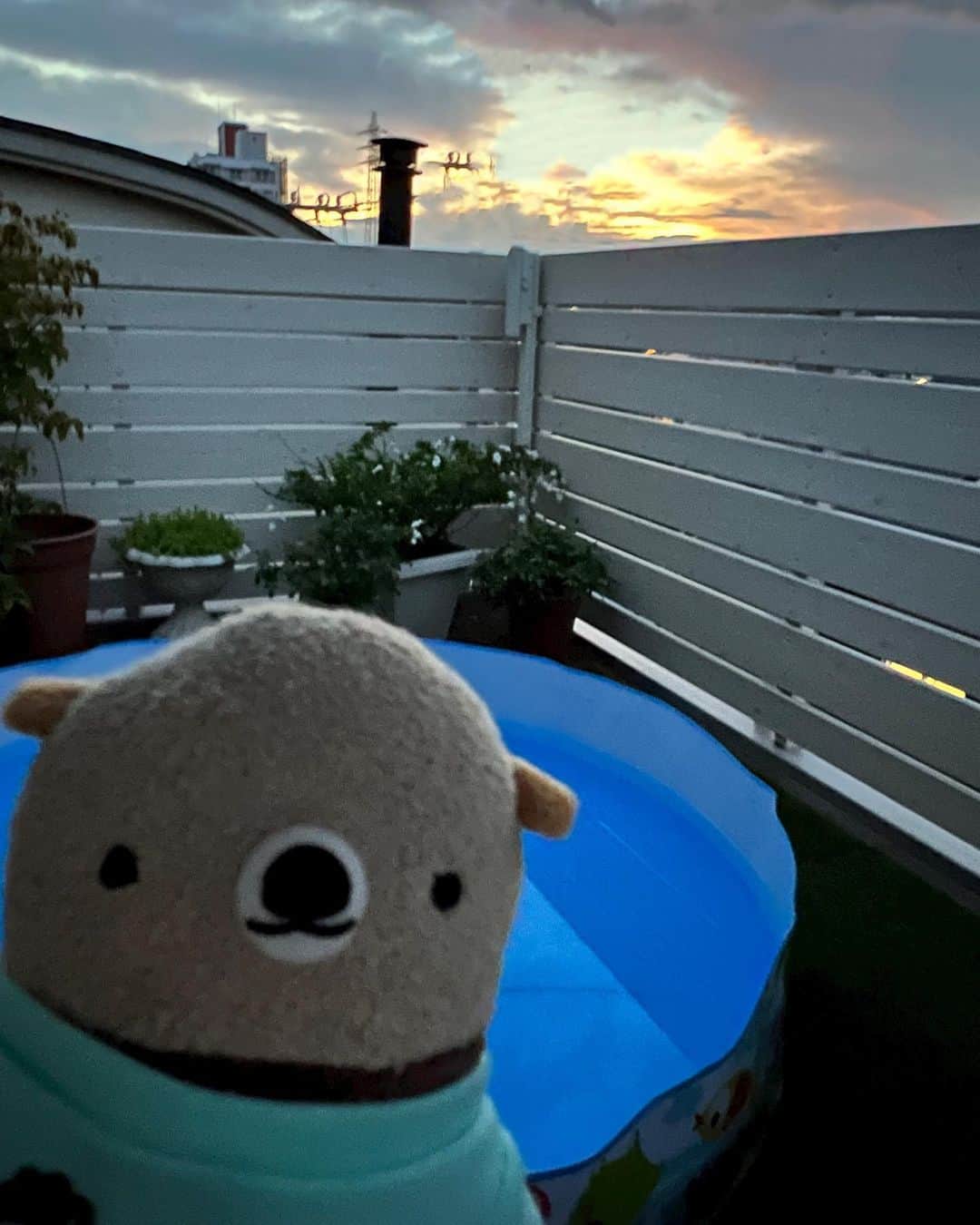 江口ともみさんのインスタグラム写真 - (江口ともみInstagram)「そろそろプールも終わりかなぁ。。。水入れ替えるともう冷たくて💦でもちょっと浸かって外出ると気持ちいいんだよなぁ。。。  ボクはまだ今年泳いでないけど  #fumofumosan  #フモフモさん #へいじ#pool#プール #夕焼け #9月も暑い #水道代かかるけど #水場があると涼しげなんだよなぁ」9月2日 22時41分 - tomomin.eguchi