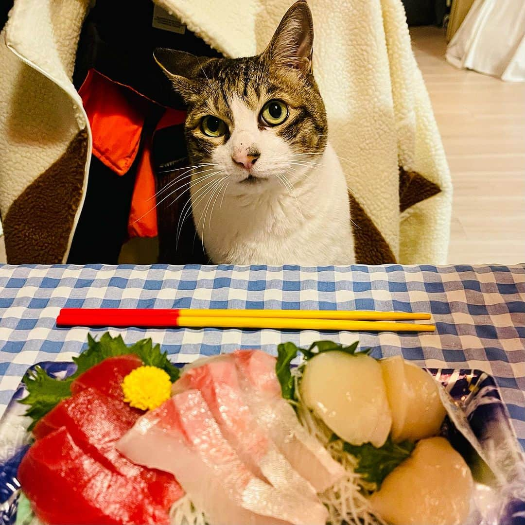 池田有希子さんのインスタグラム写真 - (池田有希子Instagram)「先日のブルームーンの夜にゃむくんが旅立ちました。1か月の看病。最期の瞬間は甘えん坊のにゃむらしく家族で看取ることができました。かかりつけ医さん、救急医さん、葬儀屋さん、生前可愛がって下さった皆様ありがとうございました！子猫の時からずっと可愛いけどお骨になっても可愛さ爆発！！！」9月2日 22時48分 - yukikoikeda