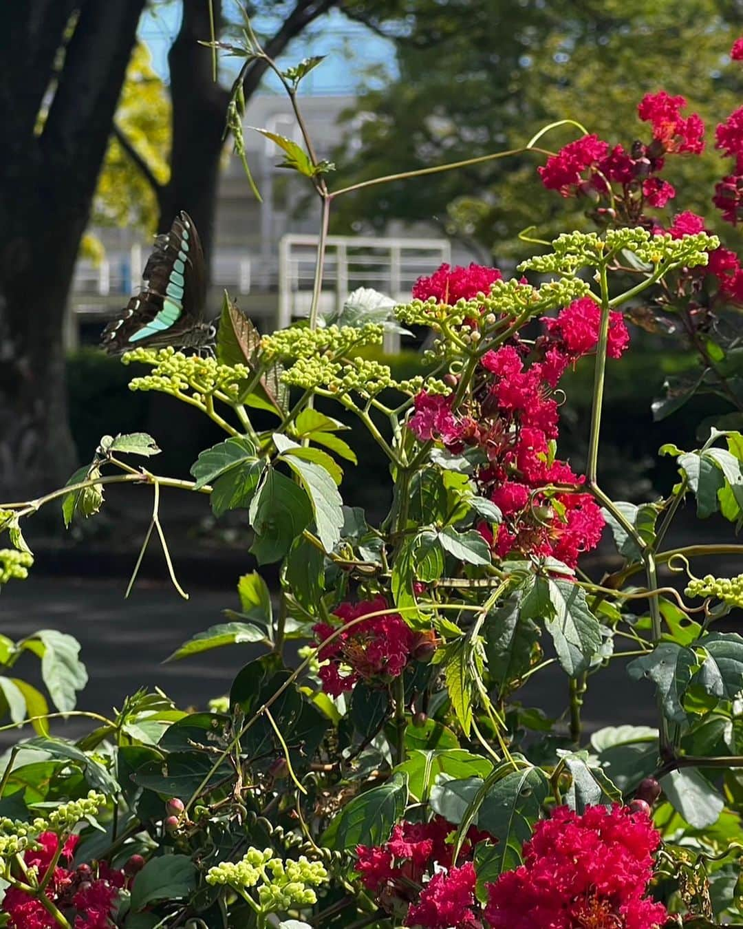 KANANOさんのインスタグラム写真 - (KANANOInstagram)「息子はついに人生初の公園遊びを経験しました🦋 公園にいた子達とみんなで遊んでいるのをみて ママは幸せな気分になったし 一緒に遊んですごく楽しかった💞 . . #公園デビュー #1歳2ヶ月 #男の子ママ」9月2日 22時58分 - kanano_41