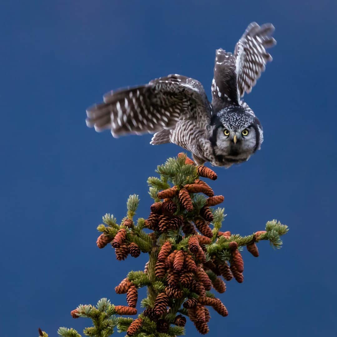 アメリカ内務省さんのインスタグラム写真 - (アメリカ内務省Instagram)「In the northern boreal forests ...