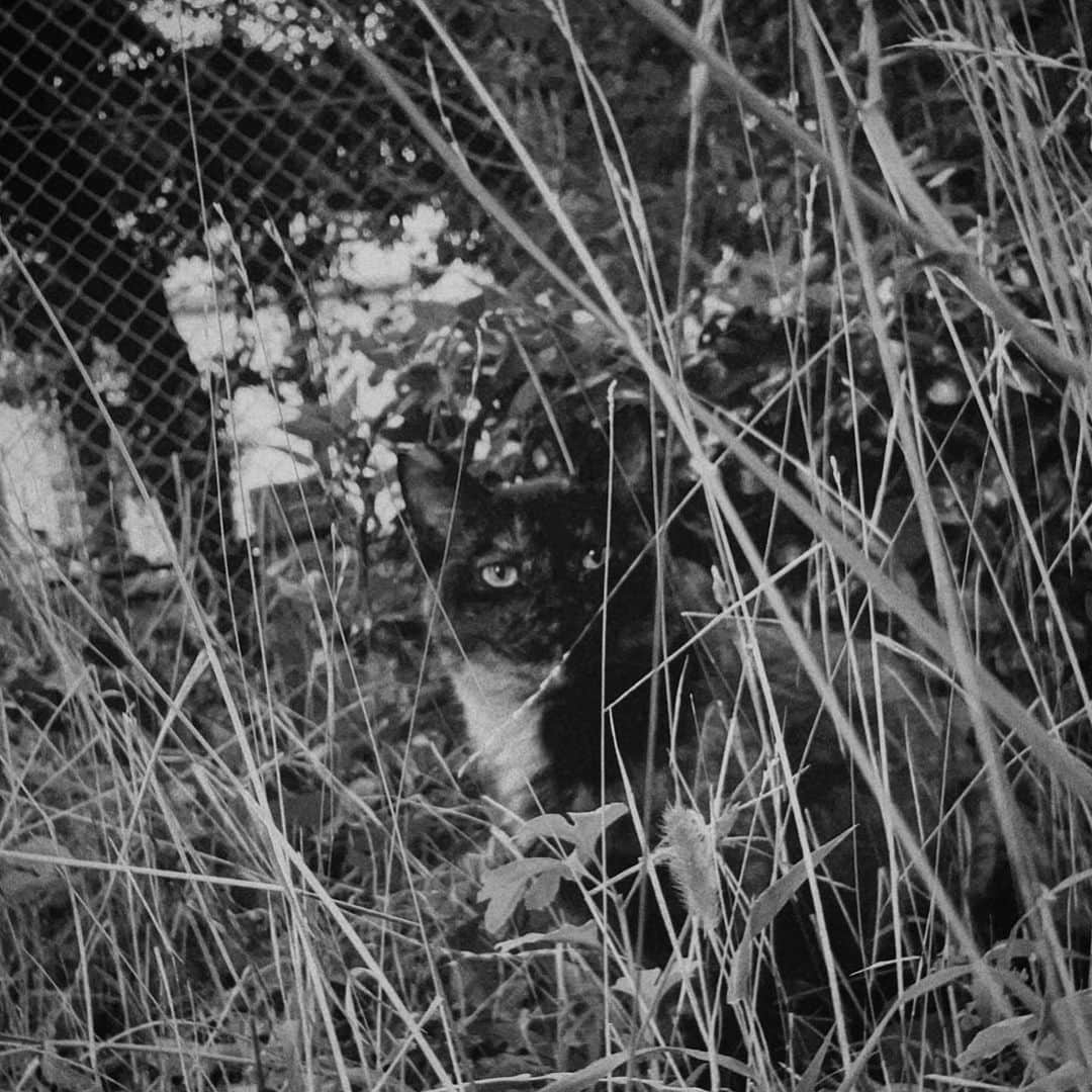 のインスタグラム：「蚊にめちゃくちゃ刺された時の猫ちゃん」