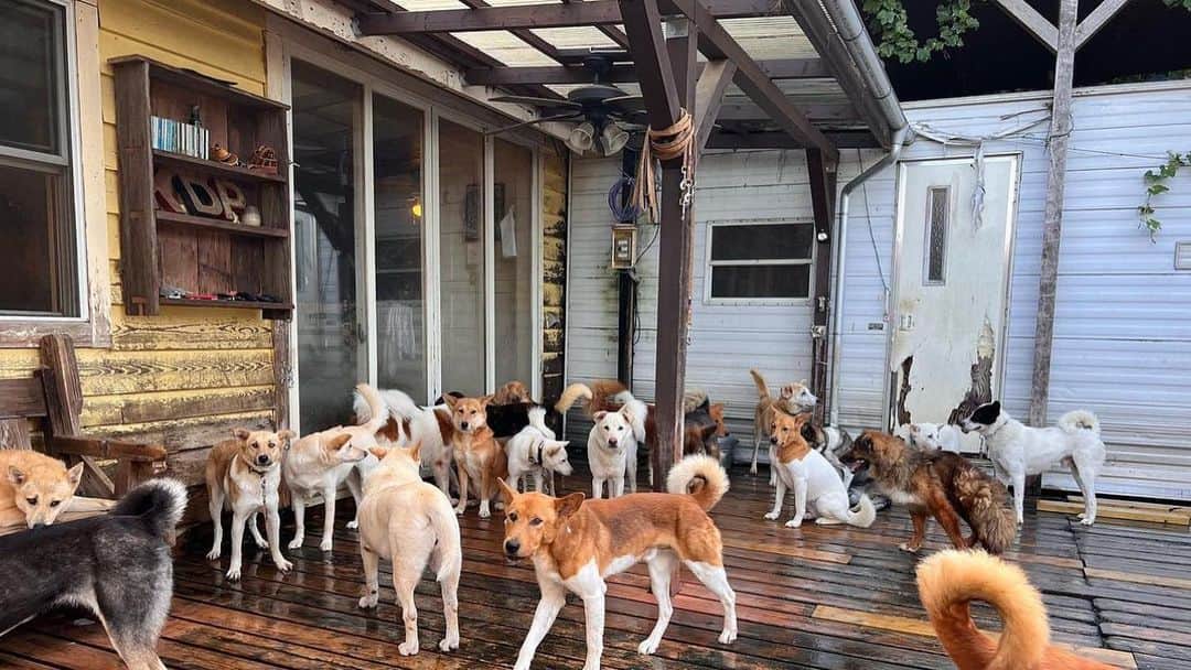 RIKACOさんのインスタグラム写真 - (RIKACOInstagram)「. @vahanasbarsight  KDP  KANAGAWA DOG PROTECTION -  写真は2021年5月野犬や人に捨てられやも得ず殺処分されてしまう大型犬の犬達を引き取り里親を探す譲渡会をしている。私は何かお手伝い出来る事は無いか？と連絡し尋ねて行った❗️そこには60頭以上の犬達が暮らしすざましい状況のなか代表の菊池さんやスタッフの方が頑張っている姿はリスペクトしかなく、なんか本当凄くて涙出た。 . 今回皆んなが過ごしてるウッドデッキの老化が進み工事しなければならない状態だと言う事でクラウドファンディングをする事になったそうです‼️ 私もクラウドファンディングに参加させて頂きます❗️ 里親に出会える犬、出会えずここで天国に行く犬達の為に 皆さん何か出来る事！しませんか‼️犬達の為に👍 詳しい内容は @vahanasbarsight  に飛んで下さい〜👍 是非よろしくお願い致します🙇‍♀️ 写真は平和そうですが！現場は大変、穏やかな犬だけでは無いから私もドキドキしながら見学させてもらいましたが！現実を見る事が出来てよかった！ クラウドファンディングは成功させたい！ 工事始まったらまた見に行く👍 #野犬だって可愛い家族になるよ  #殺処分ゼロ  #神奈川県」9月2日 23時06分 - rikaco_official