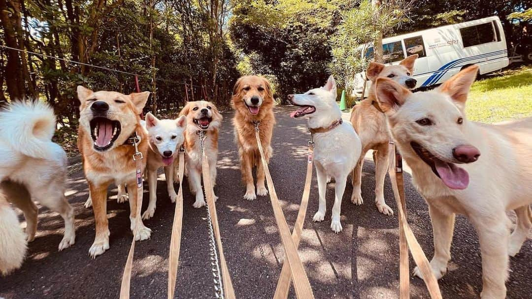 RIKACOさんのインスタグラム写真 - (RIKACOInstagram)「. @vahanasbarsight  KDP  KANAGAWA DOG PROTECTION -  写真は2021年5月野犬や人に捨てられやも得ず殺処分されてしまう大型犬の犬達を引き取り里親を探す譲渡会をしている。私は何かお手伝い出来る事は無いか？と連絡し尋ねて行った❗️そこには60頭以上の犬達が暮らしすざましい状況のなか代表の菊池さんやスタッフの方が頑張っている姿はリスペクトしかなく、なんか本当凄くて涙出た。 . 今回皆んなが過ごしてるウッドデッキの老化が進み工事しなければならない状態だと言う事でクラウドファンディングをする事になったそうです‼️ 私もクラウドファンディングに参加させて頂きます❗️ 里親に出会える犬、出会えずここで天国に行く犬達の為に 皆さん何か出来る事！しませんか‼️犬達の為に👍 詳しい内容は @vahanasbarsight  に飛んで下さい〜👍 是非よろしくお願い致します🙇‍♀️ 写真は平和そうですが！現場は大変、穏やかな犬だけでは無いから私もドキドキしながら見学させてもらいましたが！現実を見る事が出来てよかった！ クラウドファンディングは成功させたい！ 工事始まったらまた見に行く👍 #野犬だって可愛い家族になるよ  #殺処分ゼロ  #神奈川県」9月2日 23時06分 - rikaco_official