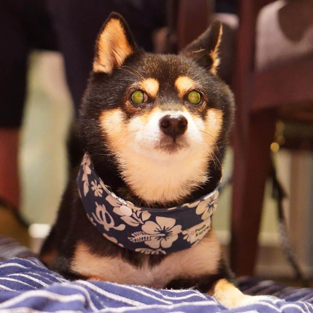 黒豆柴こむぎのインスタグラム：「目が…🤣宇宙犬👽❓2023.09.02  ⭐･*･✩･*･⭐･*･✩･*･⭐･*･✩･*･⭐ ボクのLINE公式アカウントが出来たよ。 ボクとお友だちになって、以下の メッセージを送ってみてね。お返事するよ😘 「こむぎくん」「おはよう」「こんにちは」 「おやすみ」「おしくらまんじゅう」 「変顔して」「こんばんは」「ただいま」 「遊ぼう」「本性見せて」  https://lin.ee/qCJvtxa ハイライト、プロフィールからも飛べます❣️ ⭐･*･✩･*･⭐･*･✩･*･⭐･*･✩･*･⭐  #マットステイ #黒豆柴こむぎ #黒豆柴 #豆柴 #黒柴 #柴犬 #柴 #まめしば #しばいぬ #しば #mameshiba #kuroshiba #shibainu #shiba #shibalove #shibalovers #shibastagram #shiba_snap #shibasofinstagram #ふわもこ部 #pecoいぬ部 #いぬら部 #proudshibas #thedailyshibainu #ここ柴部 #いぬのきもち #todayswanko #rakutenpet #9gagpets #柴スケッチ」