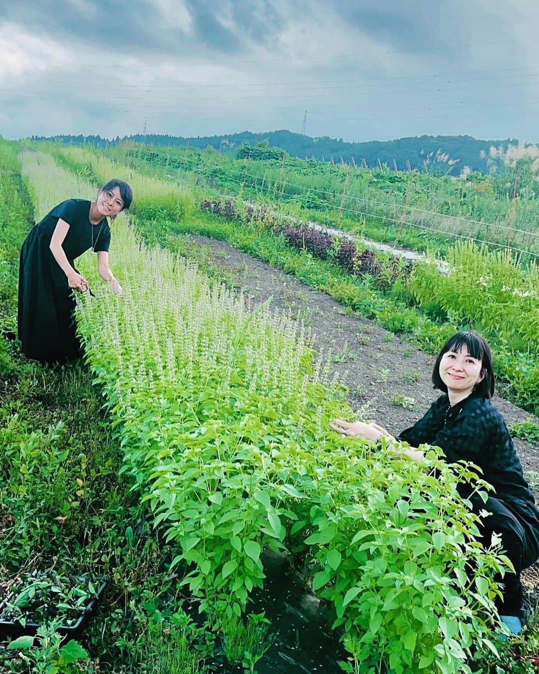 真藤舞衣子さんのインスタグラム写真 - (真藤舞衣子Instagram)「農楽蔵のお隣の大越夫妻の畑も案内してもらい、ももちゃんと一緒にバジルを摘ませてもらいました。 良い香りが漂い、いるだけで癒されます🌿  畑を管理している学くんに、いろいろ教えていただきありがとうございました！  #hygge #農楽蔵  #マイマイ函館 #函館　#hakodate #マイマイ北海道　#北海道 #Hokkaido #wine #Vin  #vinyard」9月2日 23時55分 - maikodeluxe