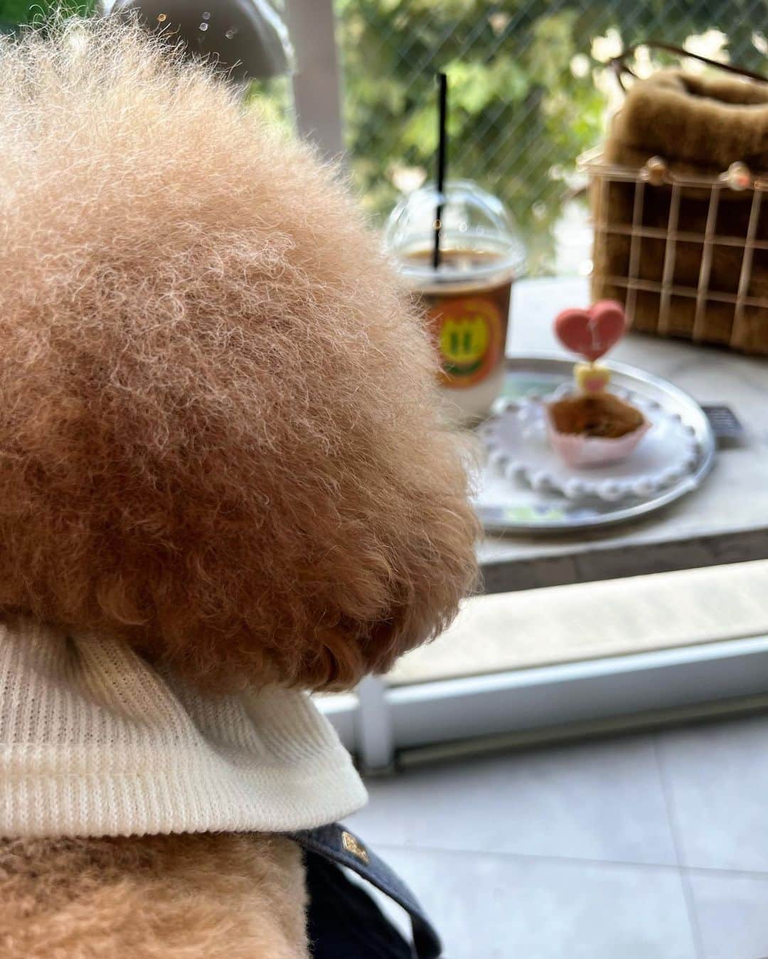 笹倉麻耶さんのインスタグラム写真 - (笹倉麻耶Instagram)「1周年を迎えたカフェ @hail_to.u  昨日ロッコと2人で遊びに行ってきました🫶  小型犬でお膝の上でじっとできる子だったら 店内のお席で一緒にお茶ができて そして、 @make_ai_official のお洋服も見れる素敵な空間なの。  お店もお洋服もすっごく可愛い😍✨✨  いつもは電車で行ってたけど ロッコと一緒だったから昨日は車で行ったのだけど  3回くらいしか交差点曲がらず ずっと直進で楽しかった♡😍😂 次回も車で行こう🚗  昨日は周年記念ということもあり 小さなお子さんもいて お店に着いたら初めましての方も 暖かく迎えてくださり  ロッコは常にみんなに可愛がってもらって とても嬉しそうでした🐻  ♡ ♡ ♡ ♡ ♡  私の新しいワンコのショップ @mofadoro_ でも販売予定のつけ襟を 昨日はロッコに着けて行ったんだけど これがまあ本当に可愛くて😍  まだ暑いから洋服は可哀想かなと思ったのでつけ襟だったのだけど  首がヒラヒラしてるだけでも おしゃれ度がぐんと増して良かったですよ♫  @mofadoro_ は ワンコと飼い主さんが一緒にファッションを楽しめるショップです。  オンラインサイトは９月中旬にオープン予定です。  Instagramアカウントはすでにオープンしております。  サイトオープンの際は 割引チケットやプレゼントを先着順で ご用意しているので 最新情報を公式アカウントで チェックしてくださいね♪  フォローしていただけると とっても嬉しいです♡ ⬇️ @mofadoro_   #おしゃれカフェ #ワンコokカフェ #ワンコとお出かけ #トイプードル #犬服 #ドッグウエア #小型犬 #小型犬のいる暮らし #ワンコのいる生活 #トイプードルレッド #大人ファッション」9月3日 8時15分 - nicomaya2525