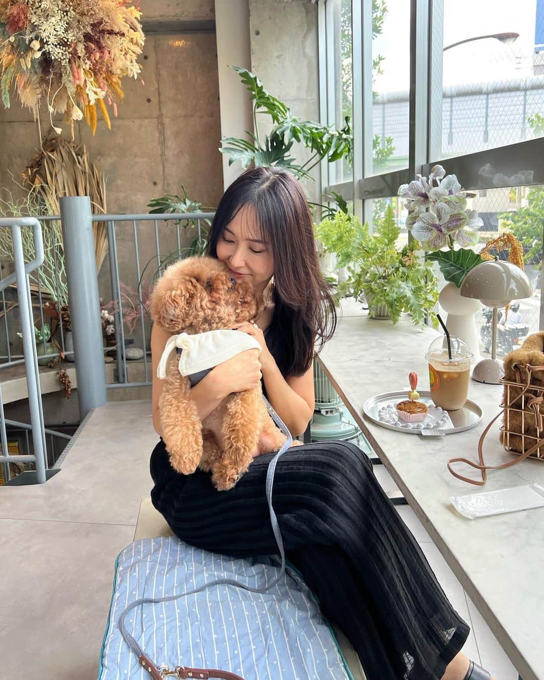 笹倉麻耶さんのインスタグラム写真 - (笹倉麻耶Instagram)「1周年を迎えたカフェ @hail_to.u  昨日ロッコと2人で遊びに行ってきました🫶  小型犬でお膝の上でじっとできる子だったら 店内のお席で一緒にお茶ができて そして、 @make_ai_official のお洋服も見れる素敵な空間なの。  お店もお洋服もすっごく可愛い😍✨✨  いつもは電車で行ってたけど ロッコと一緒だったから昨日は車で行ったのだけど  3回くらいしか交差点曲がらず ずっと直進で楽しかった♡😍😂 次回も車で行こう🚗  昨日は周年記念ということもあり 小さなお子さんもいて お店に着いたら初めましての方も 暖かく迎えてくださり  ロッコは常にみんなに可愛がってもらって とても嬉しそうでした🐻  ♡ ♡ ♡ ♡ ♡  私の新しいワンコのショップ @mofadoro_ でも販売予定のつけ襟を 昨日はロッコに着けて行ったんだけど これがまあ本当に可愛くて😍  まだ暑いから洋服は可哀想かなと思ったのでつけ襟だったのだけど  首がヒラヒラしてるだけでも おしゃれ度がぐんと増して良かったですよ♫  @mofadoro_ は ワンコと飼い主さんが一緒にファッションを楽しめるショップです。  オンラインサイトは９月中旬にオープン予定です。  Instagramアカウントはすでにオープンしております。  サイトオープンの際は 割引チケットやプレゼントを先着順で ご用意しているので 最新情報を公式アカウントで チェックしてくださいね♪  フォローしていただけると とっても嬉しいです♡ ⬇️ @mofadoro_   #おしゃれカフェ #ワンコokカフェ #ワンコとお出かけ #トイプードル #犬服 #ドッグウエア #小型犬 #小型犬のいる暮らし #ワンコのいる生活 #トイプードルレッド #大人ファッション」9月3日 8時15分 - nicomaya2525