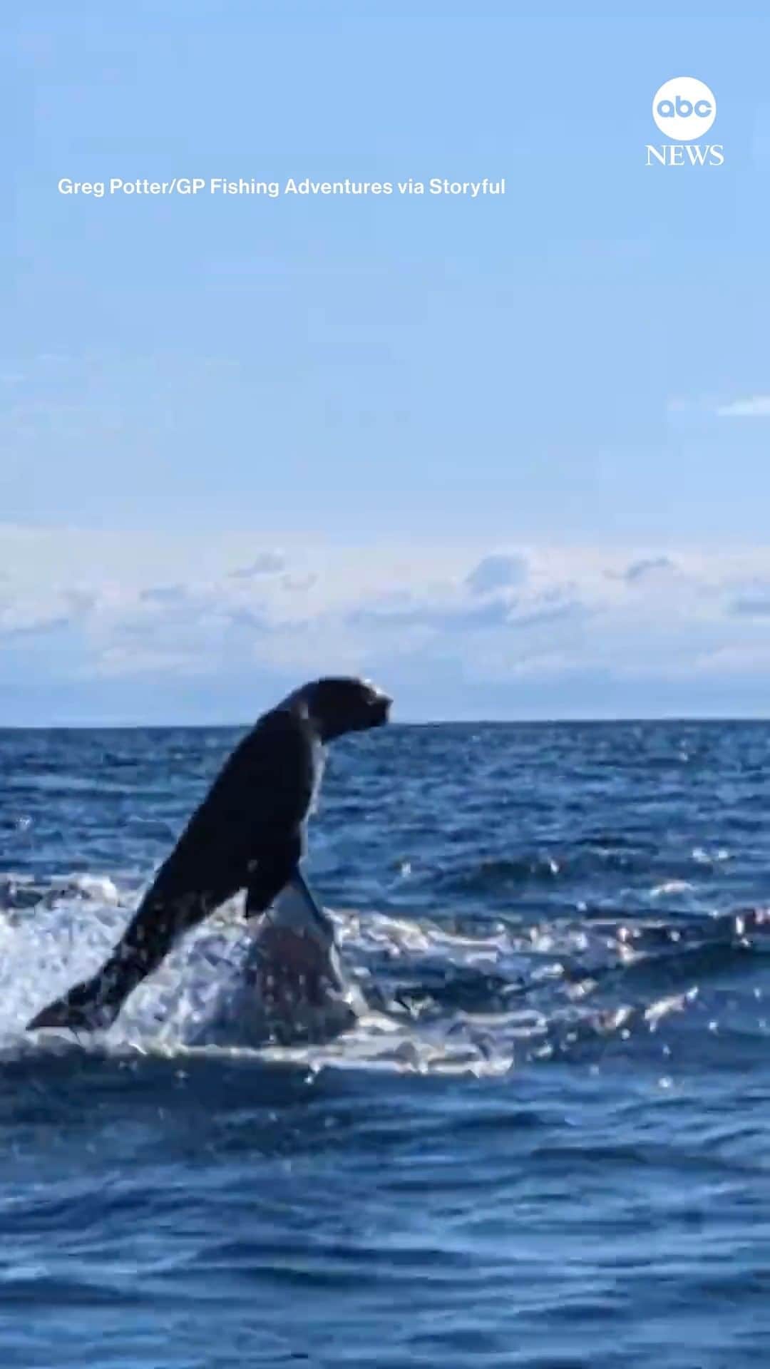 ABC Newsのインスタグラム：「A kayaker captured the moment he was almost knocked out his vessel by a shark as it chased a seal in waters off New Zealand. The kayaker got away unscathed, later saying, "The scene was exhilarating and I was in awe."」
