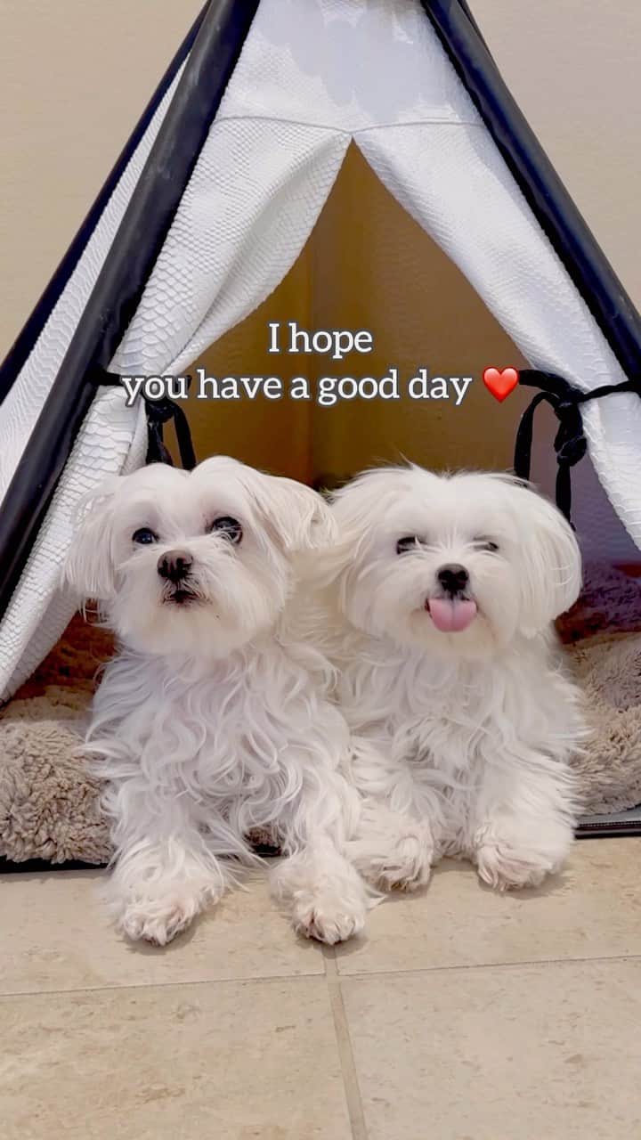 hi.arodのインスタグラム：「Have a good day❤️ #maltese #purelove #warmyourheart #haveagoodday #happyweekend #loveyou #fyp #dogoftheday #dogofinstagram #malteselovers #reelsvideo #dogvideos #sweetdog #loveislove #wishyouallthebest #doglife #goodmorning #earlybird」
