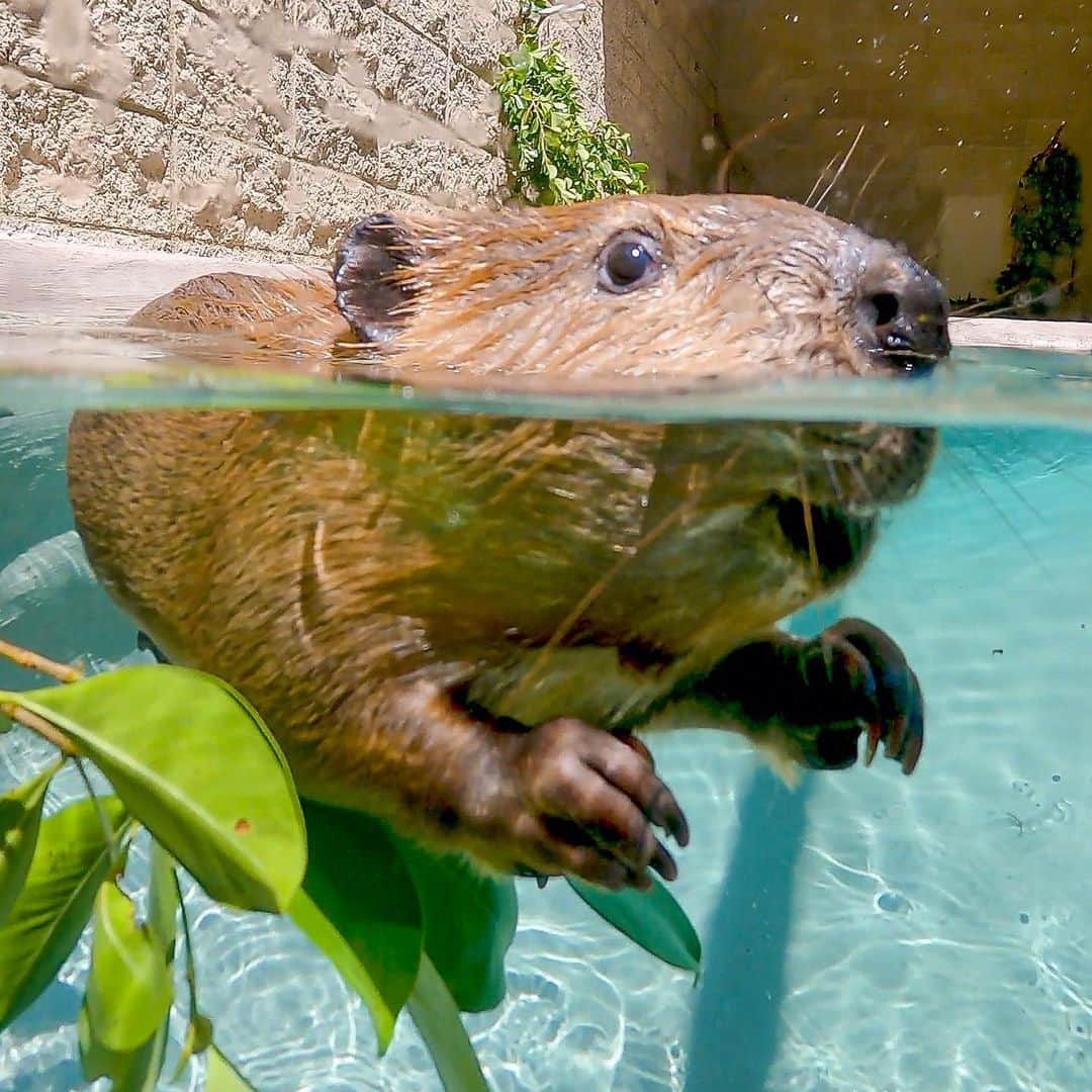 San Diego Zooさんのインスタグラム写真 - (San Diego ZooInstagram)「Enjoy this beaver kit float-o 📸  Beavers are all gnaw-tural swimmers with built-in goggles, waterproof fur, and sweet paddle-like feet allowing them to glide through the water with ease. Once fully submerged, their ears and nose close allowing them to stay underwater for up to 15 minutes. 🤿  #Beaver #Kits #Photo #SanDiegoZoo」9月3日 1時30分 - sandiegozoo