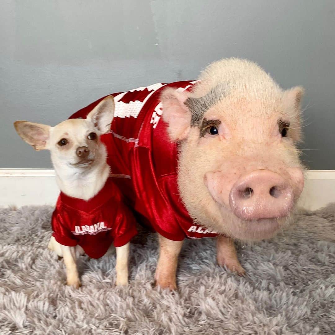 Priscilla and Poppletonさんのインスタグラム写真 - (Priscilla and PoppletonInstagram)「Look at Pop’s smile! He’s so piggy excited for Bama’s first game of the season. He’s making sure everybody is ready, dogs included. Penelope is looking at him like the game is not for seven more hours, sir. He doesn’t care. It’s #GameDay! Can Pop get a ROLL TIDE?🐷🐘🐶 #PopandPenelope #RollTide #Penelopethechihuahua #PrissyandPop」9月3日 1時43分 - prissy_pig