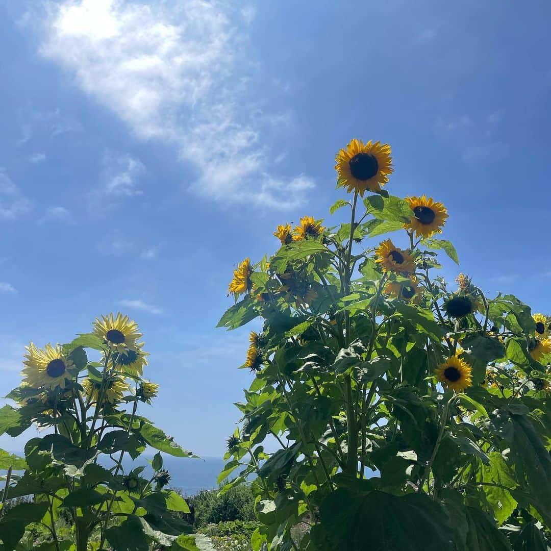 ダイアナ・シルバーズさんのインスタグラム写真 - (ダイアナ・シルバーズInstagram)「sunflower meditation sunflower mediation」9月3日 3時12分 - dianasilverss