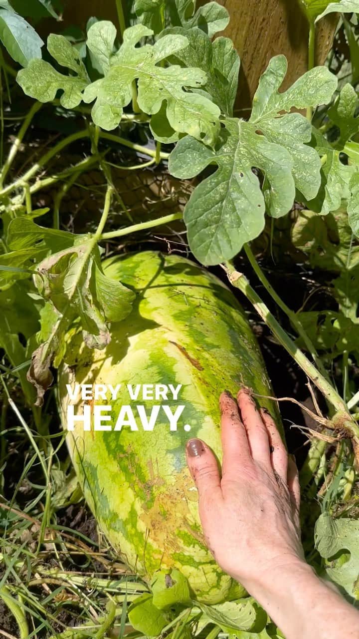のインスタグラム：「gonna cut this one open live in a few hours and see if it’s delicious… or not! 🙃 🍉 but most importantly, i’ll be visiting with you and sharing some of my music. join us if you feel like it - from wherever you are in the world, to kick off your saturday evening plans. i go live at 7 EST/6 CT on @stageit. please drop your song requests in the comments below and i promise to do my best to play them all! and if this is your first time checking out my music - welcome, i can’t wait to play for you. (working on an elton tune for this week’s tribute.)」