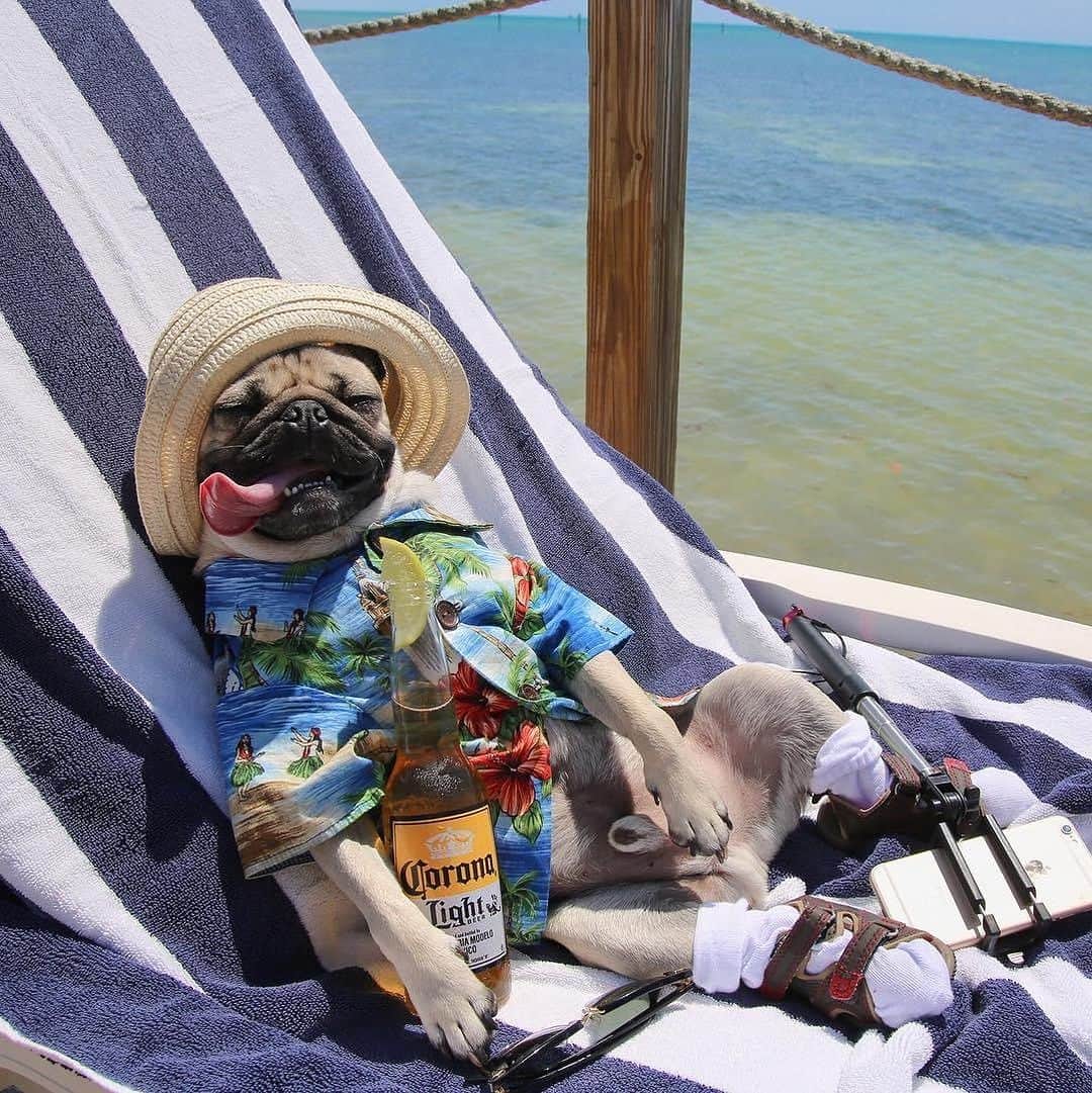 のインスタグラム：「“Pugaritaville” -Doug  RIP Jimmy Buffett 💙」