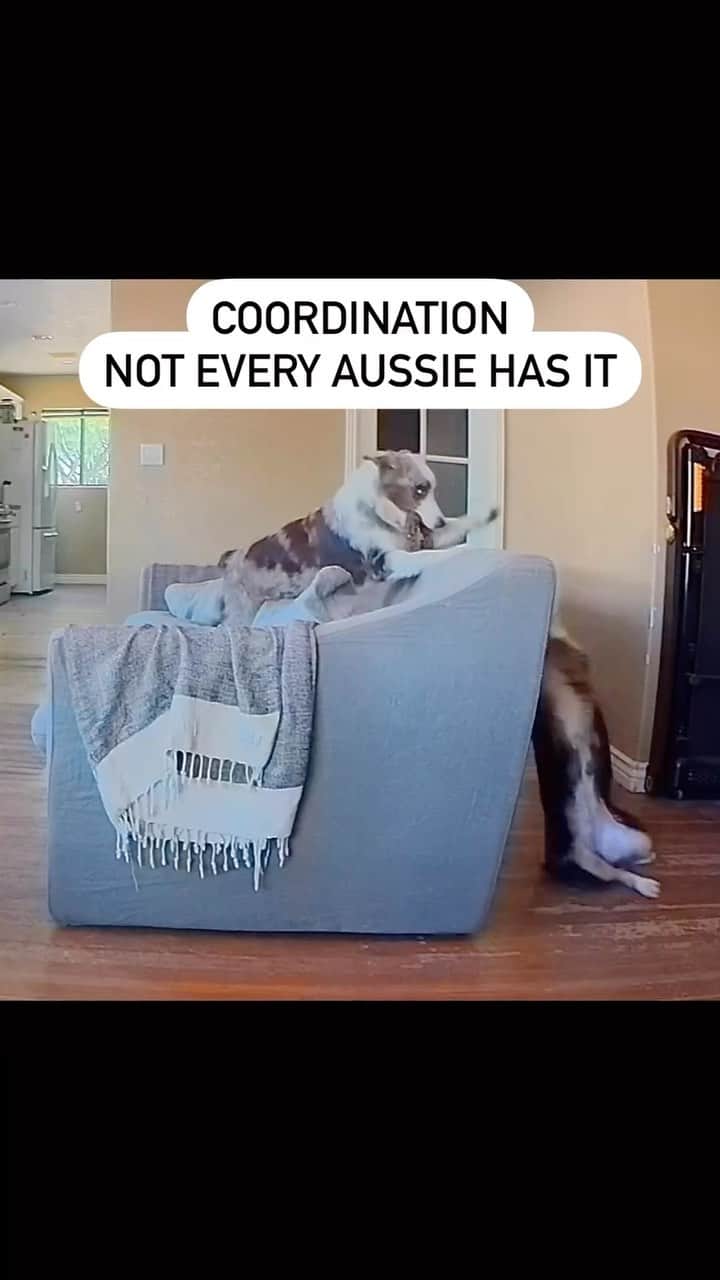 DogsOf Instagramのインスタグラム：「@the.honorable.aussies just doin’ some gravity checks 😆   #clumsydog #funnydogsofinstagram #dogsofinstagram #aussiegram #dailyfluff」