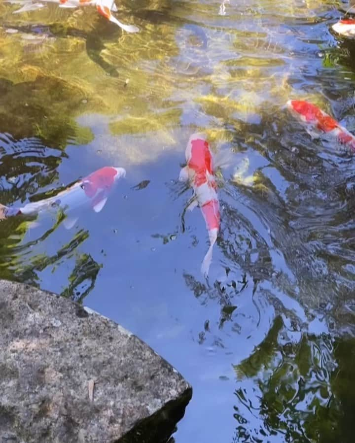 野田萌のインスタグラム：「🍃🌳🌈🐠✨  📍坐漁荘 #坐漁荘 #abbaresortsizu」