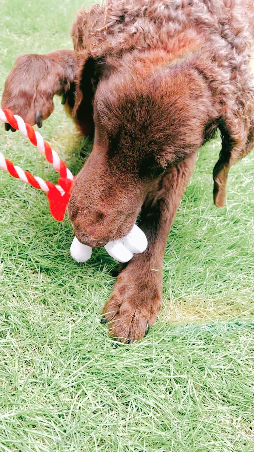 桜奈あいのインスタグラム：「⁡ るる♡ ⁡ ⁡ ⁡ #dogstagram #dog#curlycoatedretriever #大型犬#カーリーコーテッドレトリーバー#カーリーコーテッド」