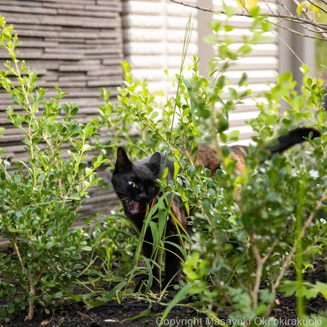 Masayukiのインスタグラム：「うみゃい。うみゃい。  #cat #ねこ #猫 #東京カメラ部 #nekoclub  #yourshotphotographer  #my_eos_photo」