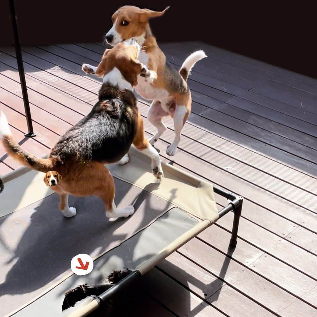 スティーヴン★スピルハンバーグさんのインスタグラム写真 - (スティーヴン★スピルハンバーグInstagram)「【ハンバーグ犬通信】  朝からバタバタしてたらもうこんな時間ってなったので、外用ベッドのビリンビリンコレクションをお届けいぬかわいい。  #パンダと犬#犬かわいい#犬#ビーグル#スティーヴンスピルハンバーグ」9月3日 14時26分 - steven_spielhamburg