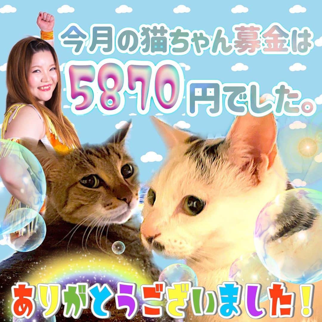 マリ卍のインスタグラム：「8月分の #猫ちゃん募金 集計完了しました！皆様のおかげで🐈5870円❤️集まりました！ 本当にありがとうございました。 責任持って #忍者ねこカフェ猫影 様にお届けします！ @nekokage_gifu  私の愛猫むぅといなりのグッズ(一緒に撮ったポートレート他…)の売上の2割と、卍売店にて募金箱を設置させて頂いております🙇‍♀️  #岐阜県 #岐阜市 #柳ケ瀬 #柳ケ瀬プロレス #Ladius #joshipuroresu #prowrestler #followme #joshipuro #prowrestling #wrestling #wrestler #女子プロレス #プロレス」