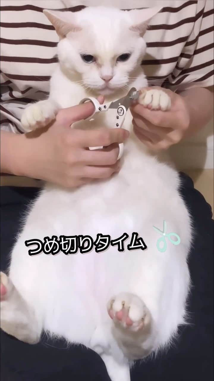 猫壱（ねこいち•ネコイチ）のインスタグラム